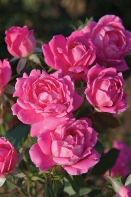 View full size image Photo of Pink Double Knock Out® Rose