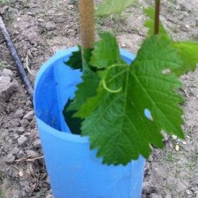 VAN ZYVERDEN Grapes Marquis Seedless Plant (Set of 1) 84548 - The