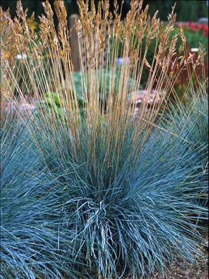 View full size image Photo of Festuca 'Boulder Blue' Grass