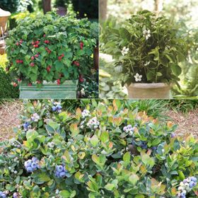 Photo collage of assorted berry plants.