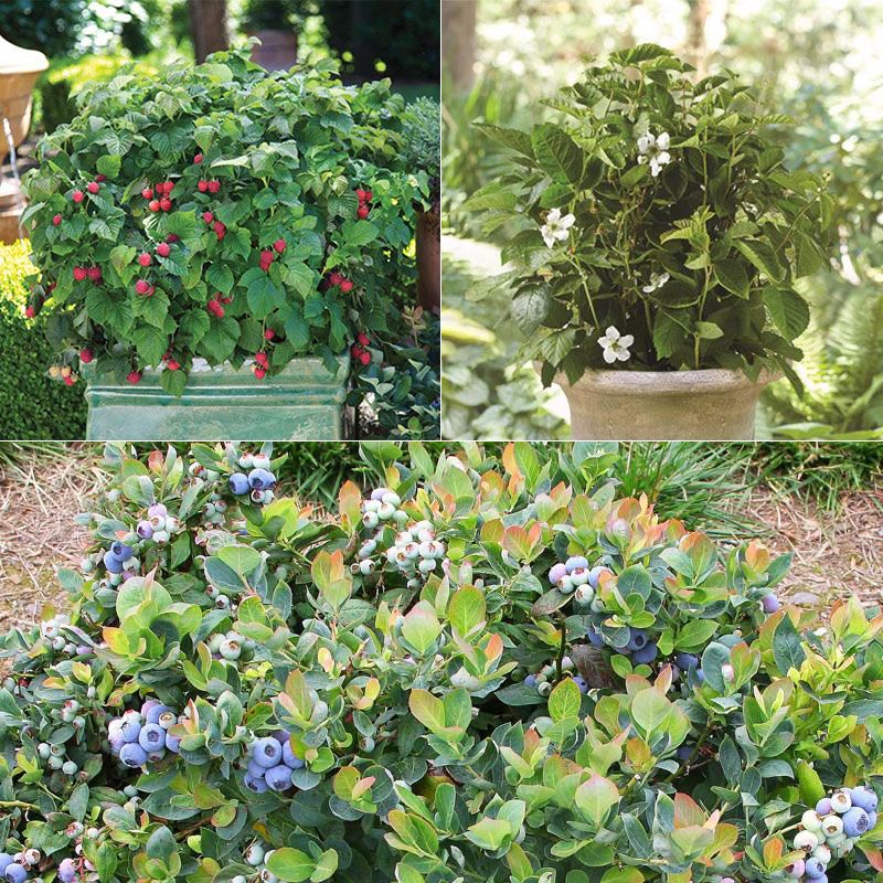 Bushel and Berry® Pink Icing® Blueberry Plants - Stark Bro's