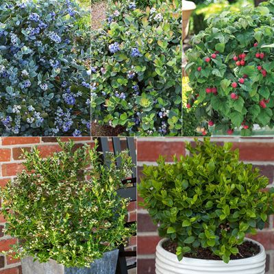 View full size image Premium Patio Berry Assortment