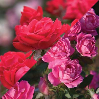 Double Knock Out® Rose Collection Pink and Red