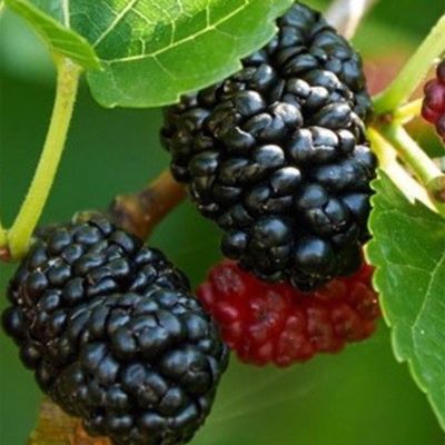 View full size image Dwarf Everbearing Mulberry Fruit