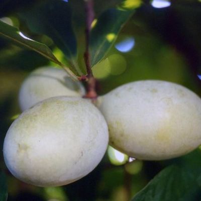 Shenandoah™ Pawpaw Tree bearing fruit