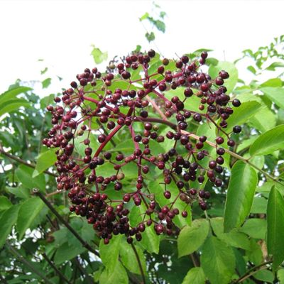 View full size image Wild Michigan Elderberry Bush