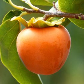 Fuyu Asian Persimmon Tree - Stark Bro's