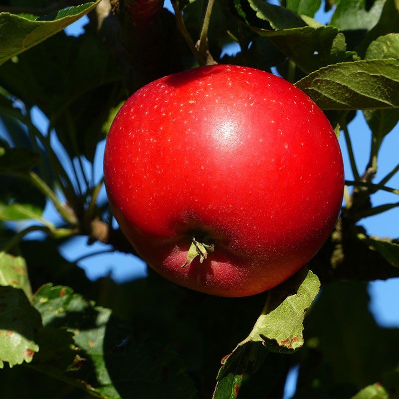 cherrytree for mac