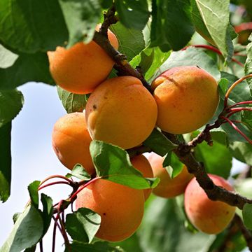 Puget Gold Apricot Tree - Stark Bro's