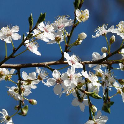 View full size image Autumn Brilliance® Serviceberry tree in bloom