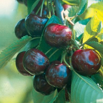 View full size image Regina™ Sweet Cherry Tree