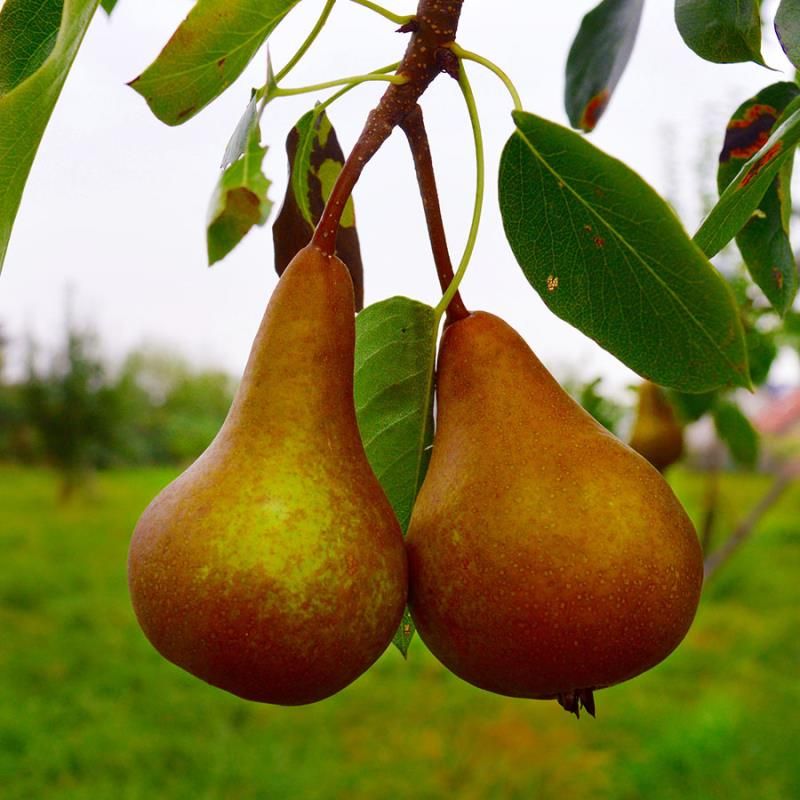 Golden Russet Bosc Pear Tree
