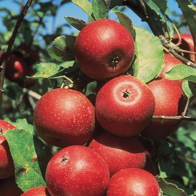 View full size image Photo of Winesap apple tree.