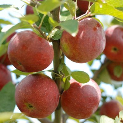 View full size image Empire Apples ripening