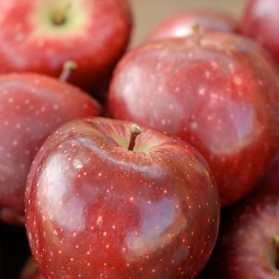 View full size image Starkrimson® Red Delicious Apples
