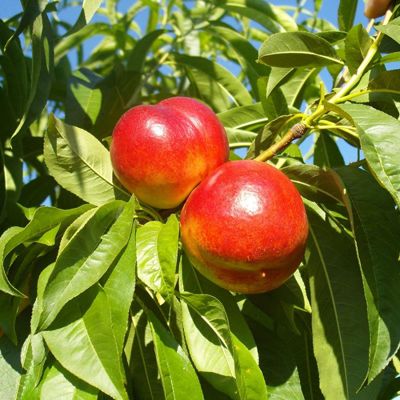 View full size image Fantasia Nectarines ripening