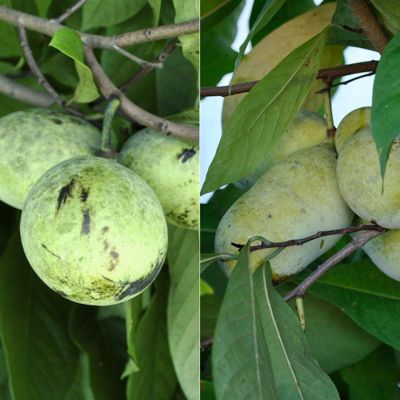 View full size image Perfect Pawpaw Tree Collection