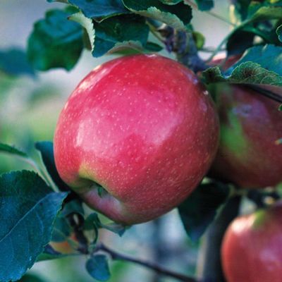 View full size image Pink Lady® Apple Tree
