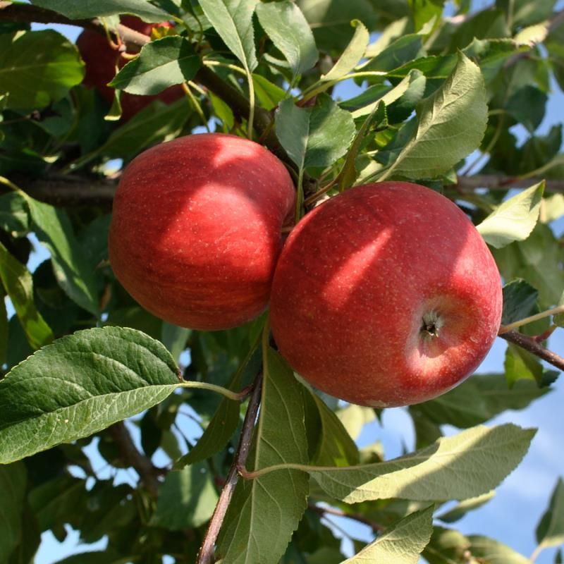 Buckeye Gala® Apple Tree - Stark Bro's