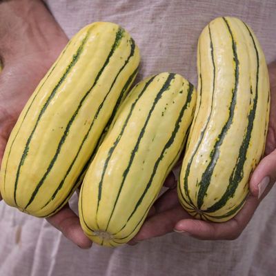 View full size image Delicata Squash Seed