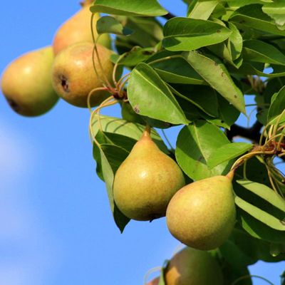 View full size image Pineapple Pears ripening on a tree
