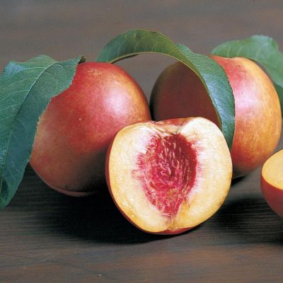 Stark® RedGold Nectarines