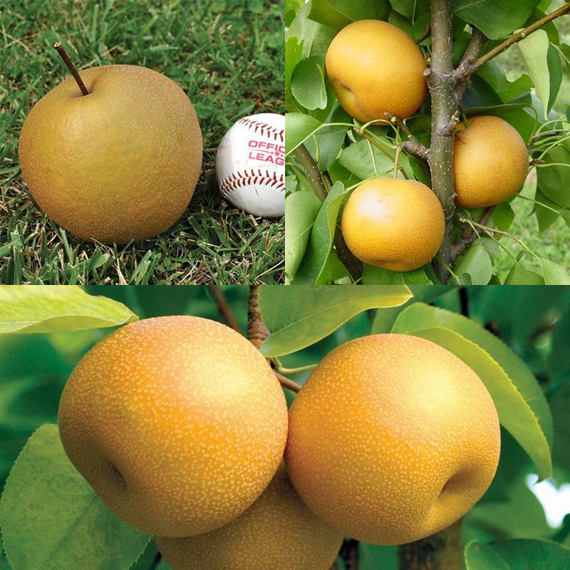 Asian Pear Tree Collection Stark Bro S