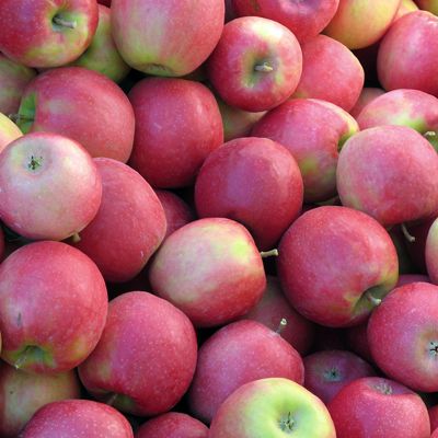 View full size image Pink Lady® Apple harvest