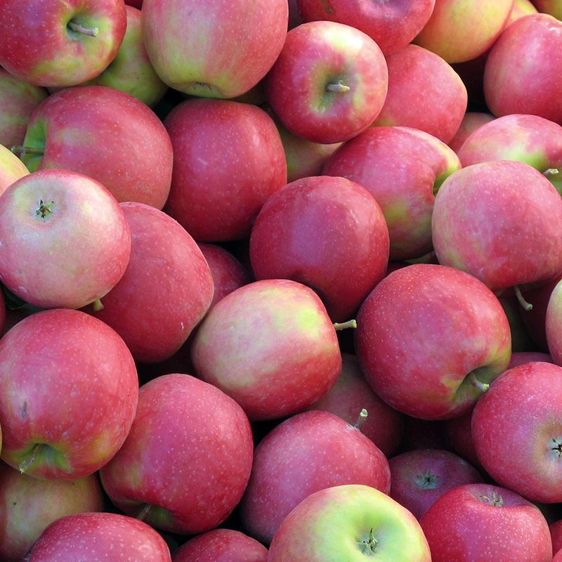 Starr Ranch Growers Pink Lady Organic Apples - Pink Lady Apple