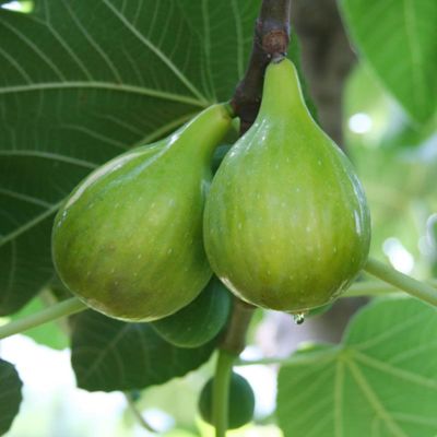 View full size image Italian Honey Fig Tree fruiting
