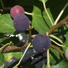 Beer's Black Fig - Fig Trees - Stark Bro’s