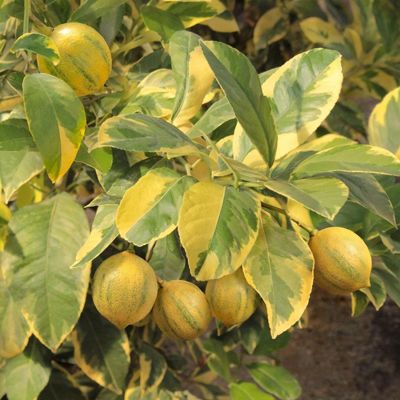 View full size image Fruiting Eureka Lemon Tree