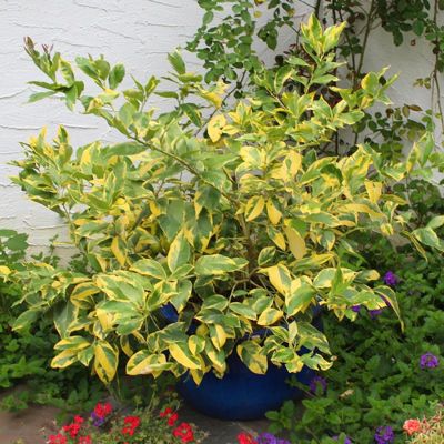 View full size image Eureka Lemon Tree