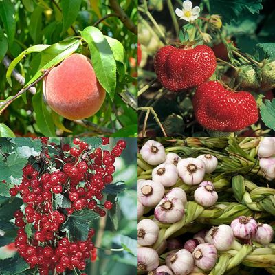 View full size image Permaculture Peach Tree Guild Collection with garlic, berries and a fruit tree