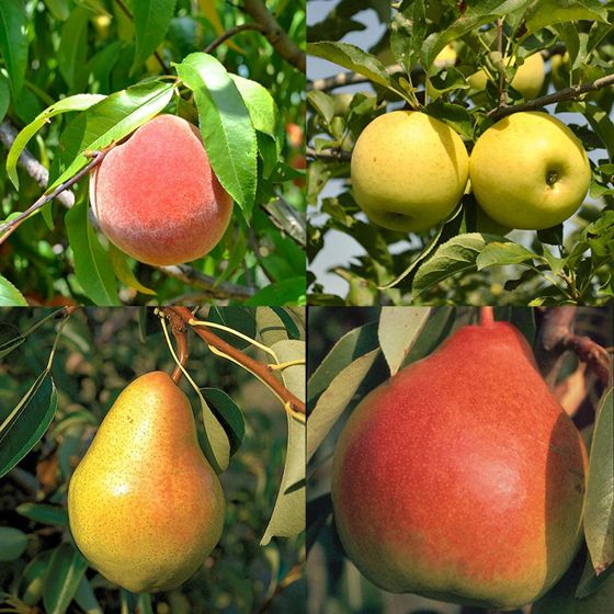 Heirloom Homestead Orchard with pears, peaches, and apples