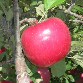 Red Fuji Apple Tree - Stark Bro's