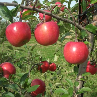 Pink Lady® Apple Tree - Stark Bro's