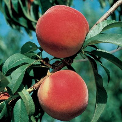 View full size image Plump Brightstar® Peaches