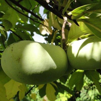 View full size image Tallahatchie® Pawpaw fruit