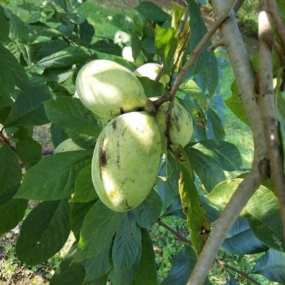 Tallahatchie® Pawpaw Tree