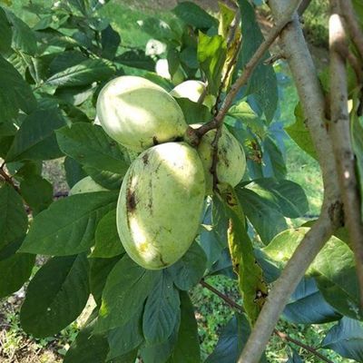 View full size image Tallahatchie® Pawpaw Tree