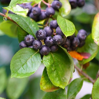View full size image McKenzie Black Aronia berries