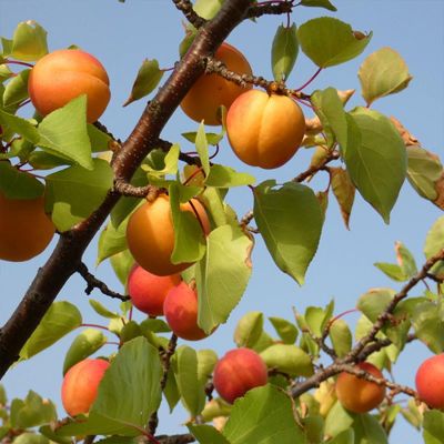View full size image Chinese Apricot Tree bearing fruit