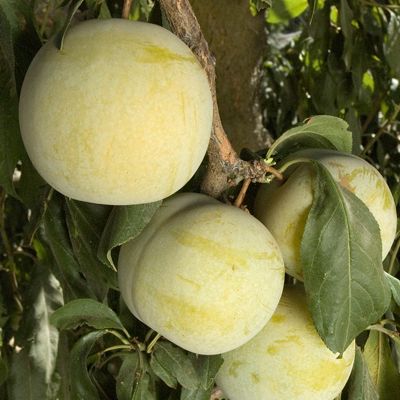 View full size image Flavor Queen Pluot®