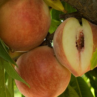 View full size image Babcock Peaches