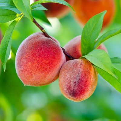 View full size image Redskin Elberta Peaches