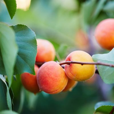 View full size image Wenatchee Moorpark Apricots