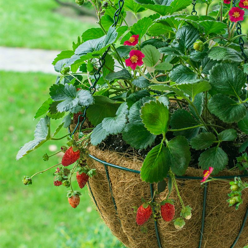 Bushel and Berry® Scarlet Belle™ Strawberry Plant - Stark Bro’s