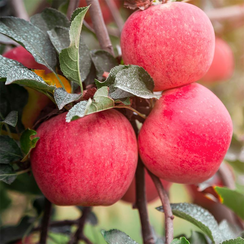 Low-Chill Fuji Apple Trees for Sale