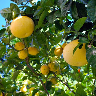 View full size image Star Ruby Grapefruit Tree with fruit